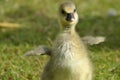 Learning to fly goose chick