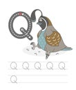 Funny quail with letters Q