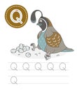 Funny quail and letters Q