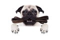 Leash dog ready for a walk Royalty Free Stock Photo