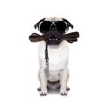 Leash dog ready for a walk Royalty Free Stock Photo