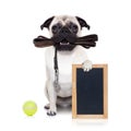 Leash dog ready for a walk Royalty Free Stock Photo