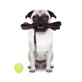 Leash dog ready for a walk Royalty Free Stock Photo