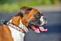 A female boxer being held back by the leash on her collar HDR Royalty Free Stock Photo