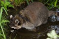 A leashed Raccoon sniffles in water. Royalty Free Stock Photo