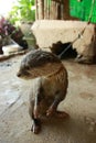 The leashed sea otter