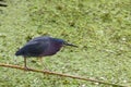 Least Bittern (Ixobrychus exilis) Royalty Free Stock Photo