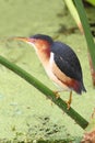 Least Bittern (Ixobrychus exilis) Royalty Free Stock Photo