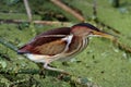 Least Bittern (Ixobrychus exilis)