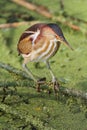 Least Bittern (Ixobrychus exilis)