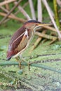 Least Bittern (Ixobrychus exilis)