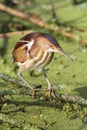 Least Bittern (Ixobrychus exilis)