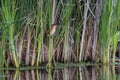 Least Bitern on the reeds Royalty Free Stock Photo