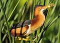 Least Bittern