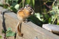 Least Chipmunk Eating a Seed - Alberta, Canada