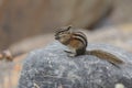 Least Chipmunk eating a seed - Jasper National Park, Canada