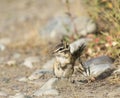 LEAST CHIPMUNK ON GROUND STOCK IMAGE