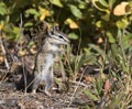 LEAST CHIPMUNK ON GROUND STOCK IMAGE Royalty Free Stock Photo