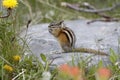 Least Chipmunk - Jasper National Park