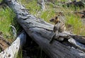 Least chipmunk, Neotamias minimus Royalty Free Stock Photo