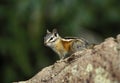 Least Chipmunk on a rock