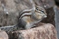 Least Chipmunk on a Rock Royalty Free Stock Photo