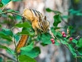 Least Chipmunk On Saskatoon Bush Royalty Free Stock Photo