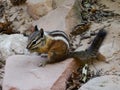 Least chipmunk (Tamias minimus) eating and sitting on a stone