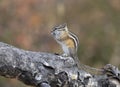 Least chipmunk on tree linb Royalty Free Stock Photo