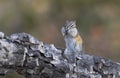 Least chipmunk on tree linb Royalty Free Stock Photo