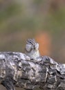 Least chipmunk on tree linb Royalty Free Stock Photo