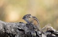 Least chipmunk on tree linb Royalty Free Stock Photo