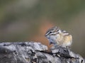 Least chipmunk on tree linb Royalty Free Stock Photo