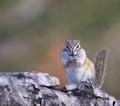 Least chipmunk on tree linb Royalty Free Stock Photo