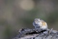 Least chipmunk on tree linb Royalty Free Stock Photo