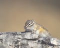 least chipmunk on tree linb Royalty Free Stock Photo