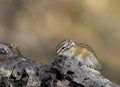least chipmunk on tree linb Royalty Free Stock Photo