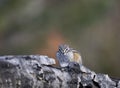Least chipmunk on tree linb Royalty Free Stock Photo
