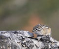 Least chipmunk on tree linb Royalty Free Stock Photo
