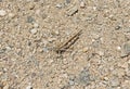 Least desert grasshopper on stony sand