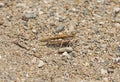 Least desert grasshopper on stony sand