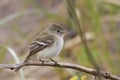 Least Flycatcher, Empidonax minimus, perched on branch Royalty Free Stock Photo