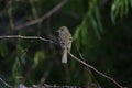 Least Flycatcher looking for insects.