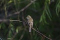 Least Flycatcher perched on twig.