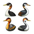 Least Grebe Bird Realistic Illustration Royalty Free Stock Photo
