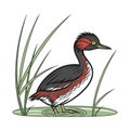 Least Grebe Bird Realistic Illustration Royalty Free Stock Photo