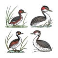 Least Grebe Bird Realistic Illustration Royalty Free Stock Photo
