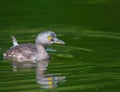 Least Grebe in a pond in Guatemala
