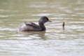 Least Grebe Swimming in a Pond - Texas Royalty Free Stock Photo