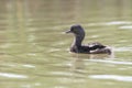Least Grebe Swimming In A Pond - Texas